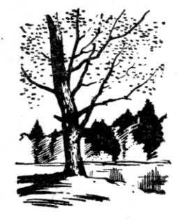 Павловский парк _56.JPG