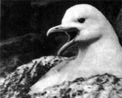 Журнал «Вокруг Света» №01 за 1979 год TAG_img_cmn_2007_09_28_039_jpg944533