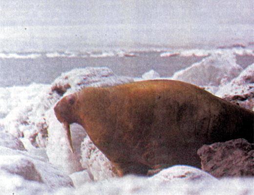 Журнал «Вокруг Света» №10 за 1987 год TAG_img_cmn_2007_04_23_034_jpg169190
