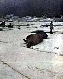 Журнал «Вокруг Света» №10 за 1987 год TAG_img_cmn_2007_04_22_028_jpg979651