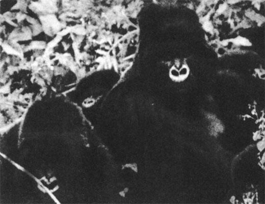 Журнал «Вокруг Света» №06 за 1985 год TAG_img_cmn_2007_03_22_038_jpg487272
