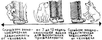 Что должны знать все хорошие собаки. Дрессировка через понимание _13.jpg