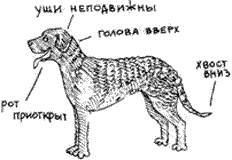 Что должны знать все хорошие собаки. Дрессировка через понимание _24.jpg