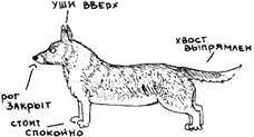 Что должны знать все хорошие собаки. Дрессировка через понимание _25.jpg