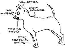 Что должны знать все хорошие собаки. Дрессировка через понимание _26.jpg