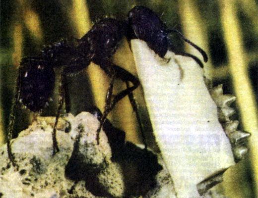 Журнал «Вокруг Света» №03 за 1987 год TAG_img_cmn_2007_04_12_021_jpg674259