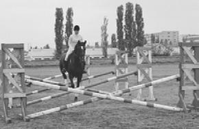 Спортивное коневодство _10.jpg