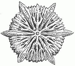 Кровавый коралл проф. Ольдена scan9111.jpg