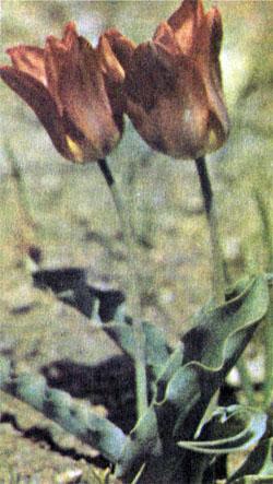 Журнал «Вокруг Света» №09 за 1976 год TAG_img_cmn_2007_10_28_017_jpg659030