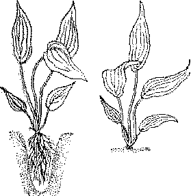 Аквариумное рыбоводство i_011.png