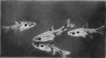 Аквариумное рыбоводство i_101.jpg