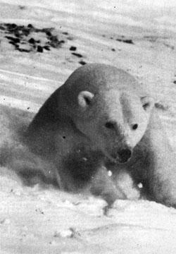 Журнал «Вокруг Света» №09 за 1978 год TAG_img_cmn_2007_10_20_022_jpg332303