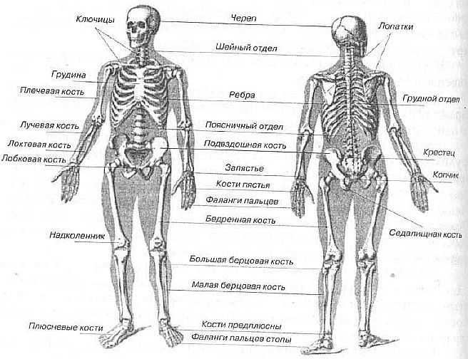 Aнатомия жизни и смерти. Жизненно важные точки на теле человека _7.jpg