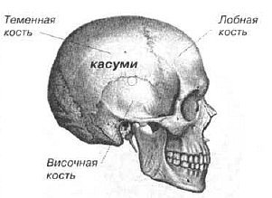 Aнатомия жизни и смерти. Жизненно важные точки на теле человека _85.jpg