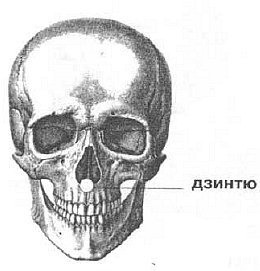Aнатомия жизни и смерти. Жизненно важные точки на теле человека _87.jpg