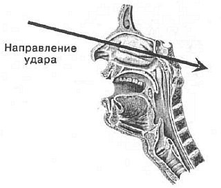 Aнатомия жизни и смерти. Жизненно важные точки на теле человека _90.jpg
