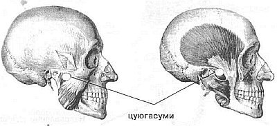 Aнатомия жизни и смерти. Жизненно важные точки на теле человека _102.jpg