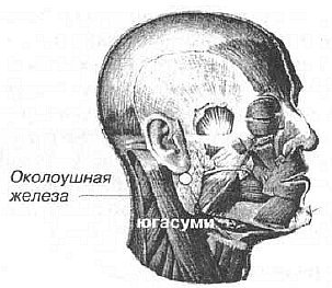 Aнатомия жизни и смерти. Жизненно важные точки на теле человека _95.jpg