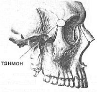 Aнатомия жизни и смерти. Жизненно важные точки на теле человека _99.jpg