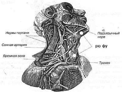Aнатомия жизни и смерти. Жизненно важные точки на теле человека _116.jpg