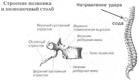 Aнатомия жизни и смерти. Жизненно важные точки на теле человека _125.jpg