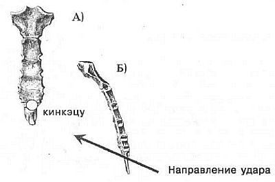 Aнатомия жизни и смерти. Жизненно важные точки на теле человека _128.jpg