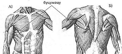 Aнатомия жизни и смерти. Жизненно важные точки на теле человека _130.jpg