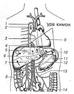 Aнатомия жизни и смерти. Жизненно важные точки на теле человека _137.jpg