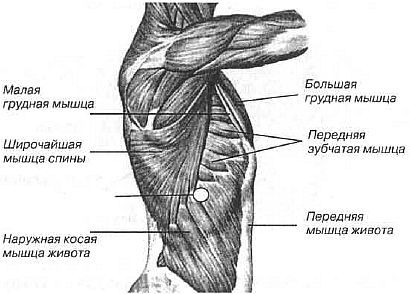Aнатомия жизни и смерти. Жизненно важные точки на теле человека _142.jpg
