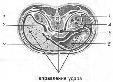Aнатомия жизни и смерти. Жизненно важные точки на теле человека _155.jpg