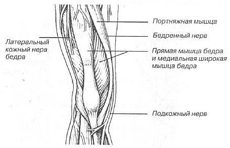 Aнатомия жизни и смерти. Жизненно важные точки на теле человека _164.jpg