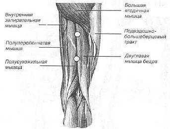 Aнатомия жизни и смерти. Жизненно важные точки на теле человека _165.jpg