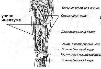 Aнатомия жизни и смерти. Жизненно важные точки на теле человека _166.jpg