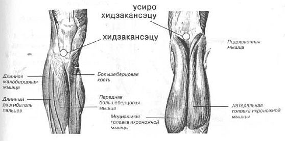 Aнатомия жизни и смерти. Жизненно важные точки на теле человека _168.jpg