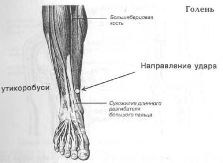 Aнатомия жизни и смерти. Жизненно важные точки на теле человека _169.jpg