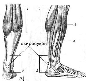Aнатомия жизни и смерти. Жизненно важные точки на теле человека _177.jpg