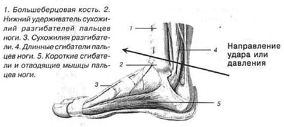 Aнатомия жизни и смерти. Жизненно важные точки на теле человека _178.jpg