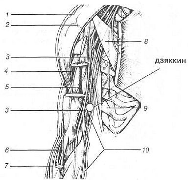 Aнатомия жизни и смерти. Жизненно важные точки на теле человека _179.jpg