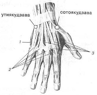 Aнатомия жизни и смерти. Жизненно важные точки на теле человека _185.jpg