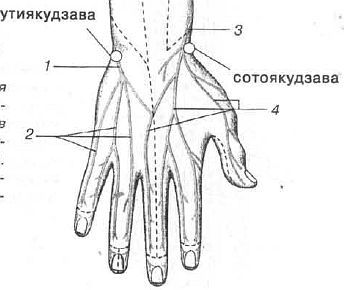 Aнатомия жизни и смерти. Жизненно важные точки на теле человека _186.jpg