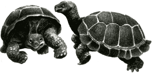 Папин дракон img20.png