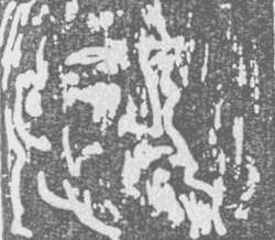 Шони i_001.jpg