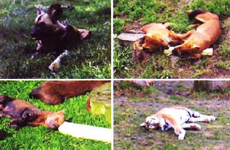 Открытия и гипотезы, 2015 №04 _36.jpg