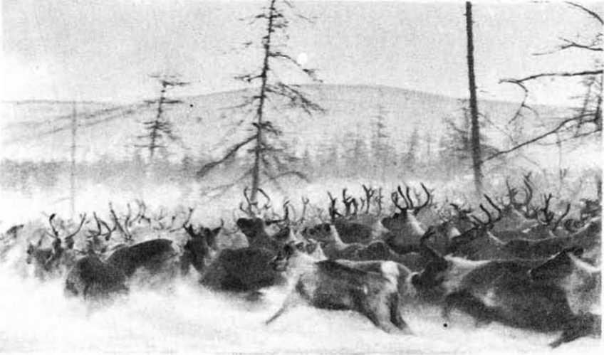 Золотая дуга i_019.jpg