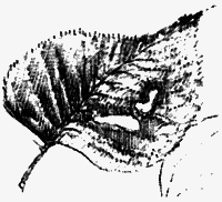 Мартиролог. Дневники i_057.png