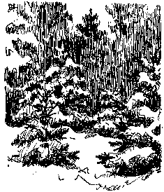 Золото (илл. Р.В. Гершаник) pic_33.png