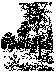 Золото (илл. Р.В. Гершаник) pic_8.png