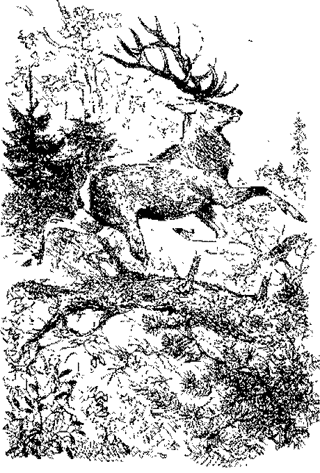 Песни черного дрозда (сборник) pic_13.png