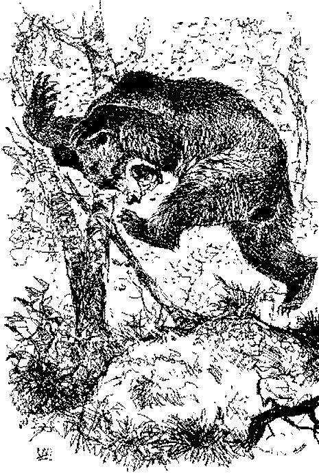 Песни черного дрозда (сборник) pic_15.png