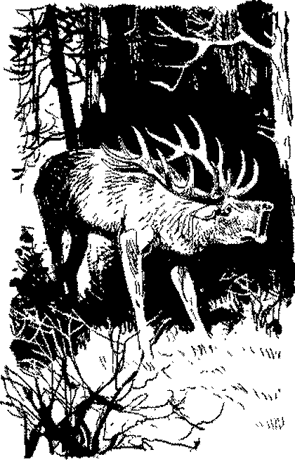Песни черного дрозда (сборник) pic_7.png